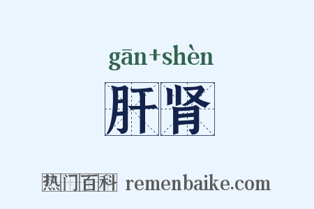 肝肾是什么意思的图片